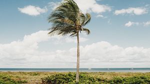 Preview wallpaper palm, tree, coast, tropics, nature