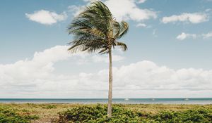 Preview wallpaper palm, tree, coast, tropics, nature