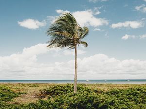 Preview wallpaper palm, tree, coast, tropics, nature