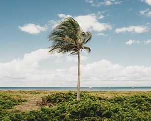 Preview wallpaper palm, tree, coast, tropics, nature