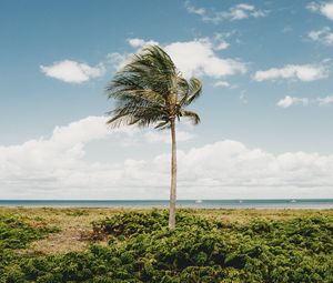 Preview wallpaper palm, tree, coast, tropics, nature