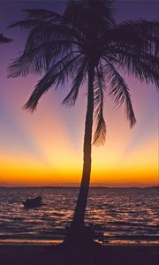 Preview wallpaper palm tree, coast, sea, horizon, sunset, tropics, nature, dark