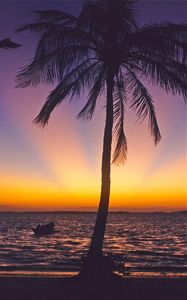 Preview wallpaper palm tree, coast, sea, horizon, sunset, tropics, nature, dark