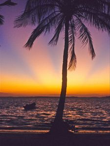 Preview wallpaper palm tree, coast, sea, horizon, sunset, tropics, nature, dark