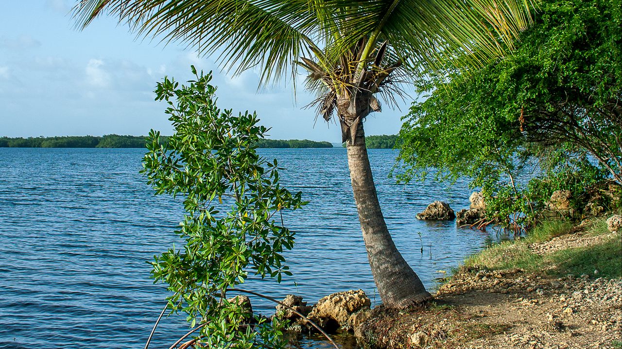 Wallpaper palm tree, coast, sea, nature