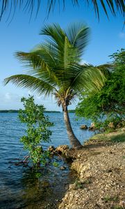 Preview wallpaper palm tree, coast, sea, nature