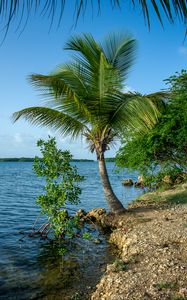 Preview wallpaper palm tree, coast, sea, nature