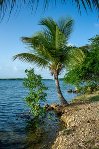 Preview wallpaper palm tree, coast, sea, nature