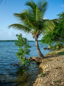 Preview wallpaper palm tree, coast, sea, nature