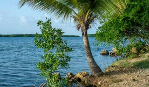 Preview wallpaper palm tree, coast, sea, nature