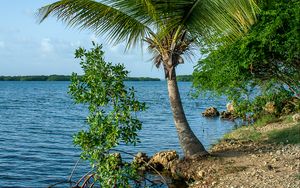 Preview wallpaper palm tree, coast, sea, nature