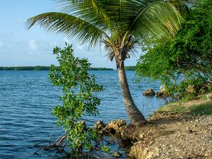 Preview wallpaper palm tree, coast, sea, nature