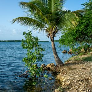 Preview wallpaper palm tree, coast, sea, nature