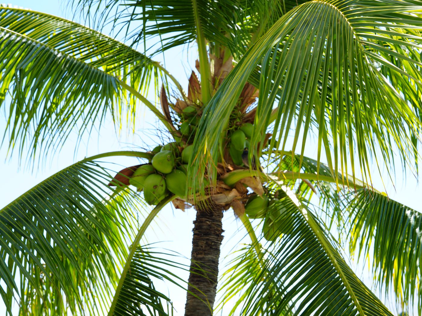 Download wallpaper 1400x1050 palm tree, coconuts, nuts, branches, sky ...