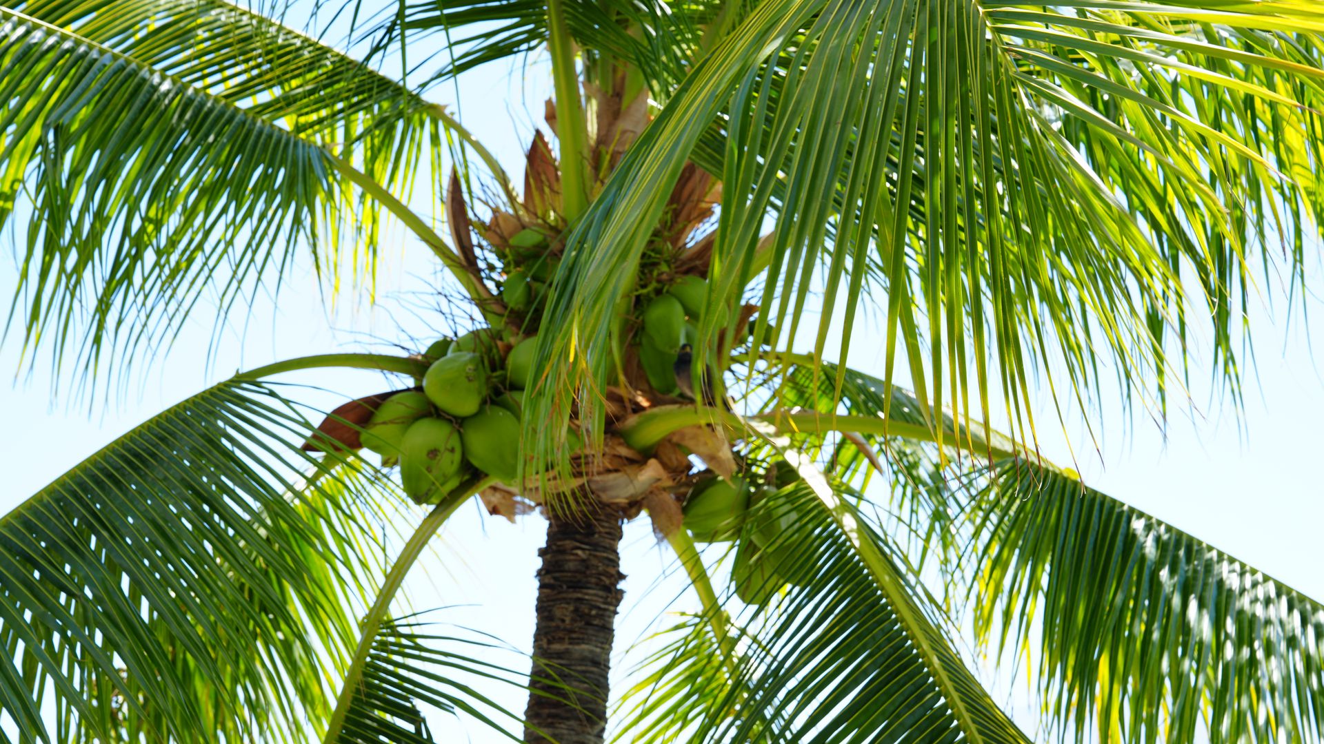 Download wallpaper 1920x1080 palm tree, coconuts, nuts, branches, sky ...