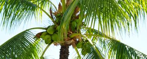 Preview wallpaper palm tree, coconuts, nuts, branches, sky