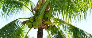 Preview wallpaper palm tree, coconuts, nuts, branches, sky