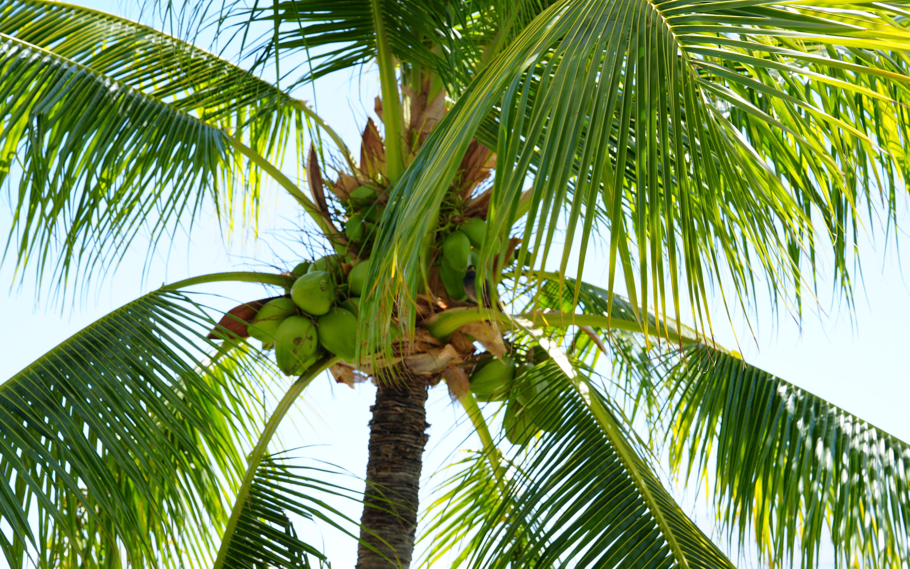 Download wallpaper 3840x2400 palm tree, coconuts, nuts, branches, sky ...