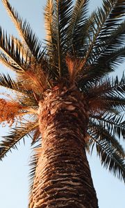 Preview wallpaper palm, tree, crown, branches, leaves