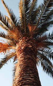 Preview wallpaper palm, tree, crown, branches, leaves