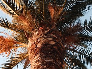 Preview wallpaper palm, tree, crown, branches, leaves