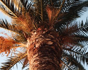 Preview wallpaper palm, tree, crown, branches, leaves