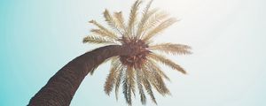 Preview wallpaper palm tree, crown, top, branches, sunlight