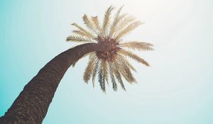 Preview wallpaper palm tree, crown, top, branches, sunlight