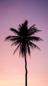 Preview wallpaper palm, tree, dark, twilight, purple