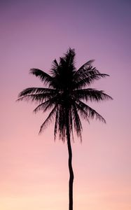 Preview wallpaper palm, tree, dark, twilight, purple