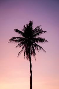 Preview wallpaper palm, tree, dark, twilight, purple