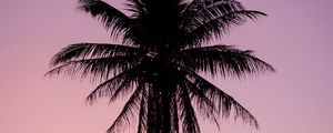 Preview wallpaper palm, tree, dark, twilight, purple