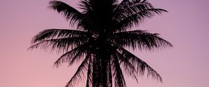 Preview wallpaper palm, tree, dark, twilight, purple