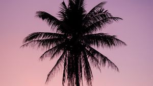 Preview wallpaper palm, tree, dark, twilight, purple