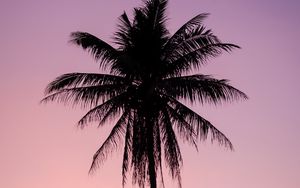 Preview wallpaper palm, tree, dark, twilight, purple