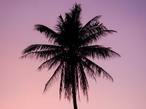 Preview wallpaper palm, tree, dark, twilight, purple