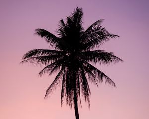 Preview wallpaper palm, tree, dark, twilight, purple