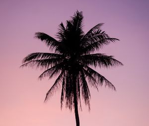 Preview wallpaper palm, tree, dark, twilight, purple