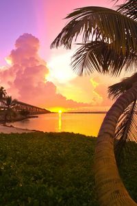 Preview wallpaper palm tree, decline, coast, trunk, arch, evening