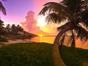 Preview wallpaper palm tree, decline, coast, trunk, arch, evening