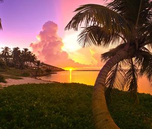 Preview wallpaper palm tree, decline, coast, trunk, arch, evening