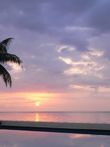 Preview wallpaper palm tree, decline, pool, water smooth surface, evening, twilight, reflection