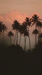 Preview wallpaper palm tree, fog, bushes, dark