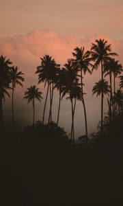 Preview wallpaper palm tree, fog, bushes, dark