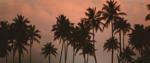 Preview wallpaper palm tree, fog, bushes, dark