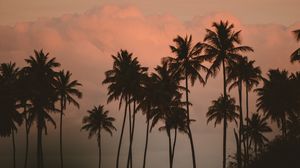 Preview wallpaper palm tree, fog, bushes, dark