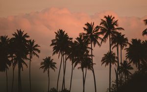 Preview wallpaper palm tree, fog, bushes, dark