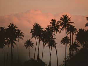 Preview wallpaper palm tree, fog, bushes, dark