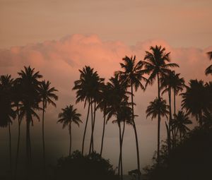 Preview wallpaper palm tree, fog, bushes, dark