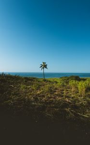 Preview wallpaper palm, tree, grass, sea, horizon